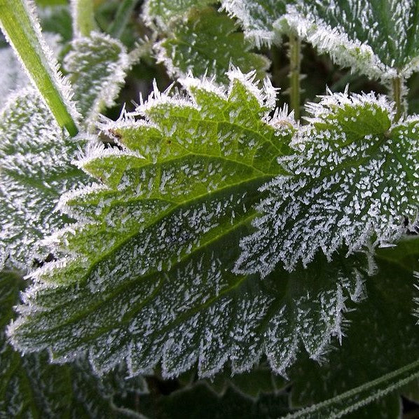 Green leaves covered with frost