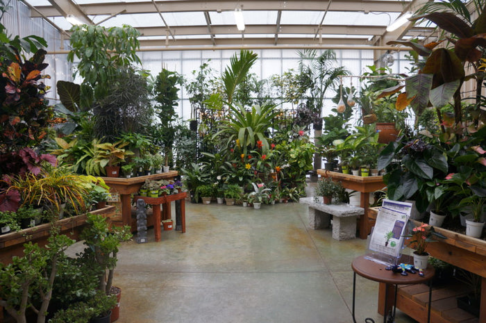 House plants at the Green acres Elk Grove Store