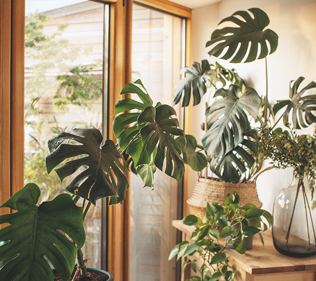 Houseplants in bright sunny room