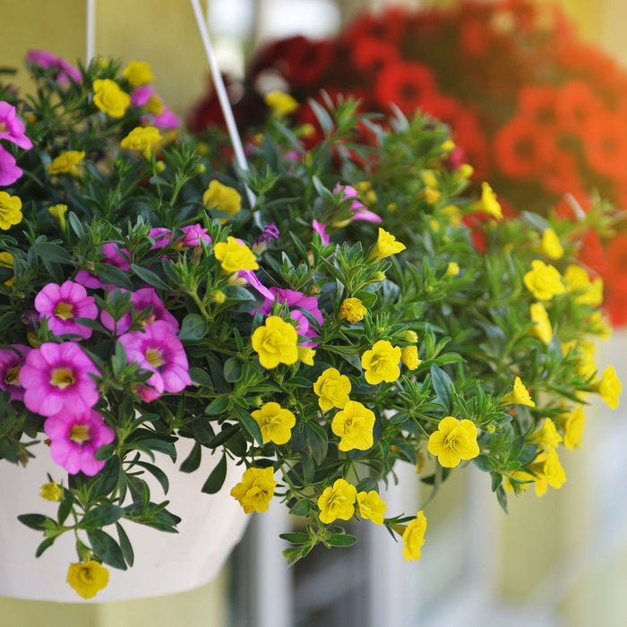 Hanging basket with colorful blooms