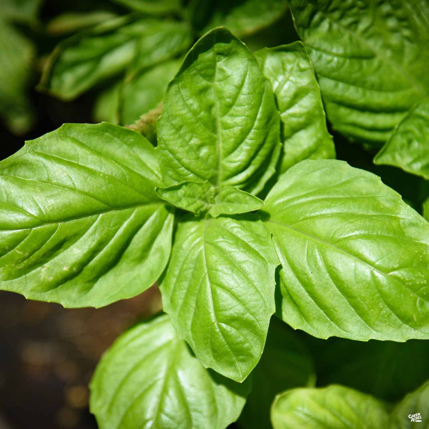 Herb Basil Italian Large Leaf