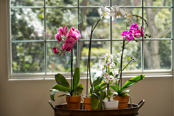 Orchids in a Window