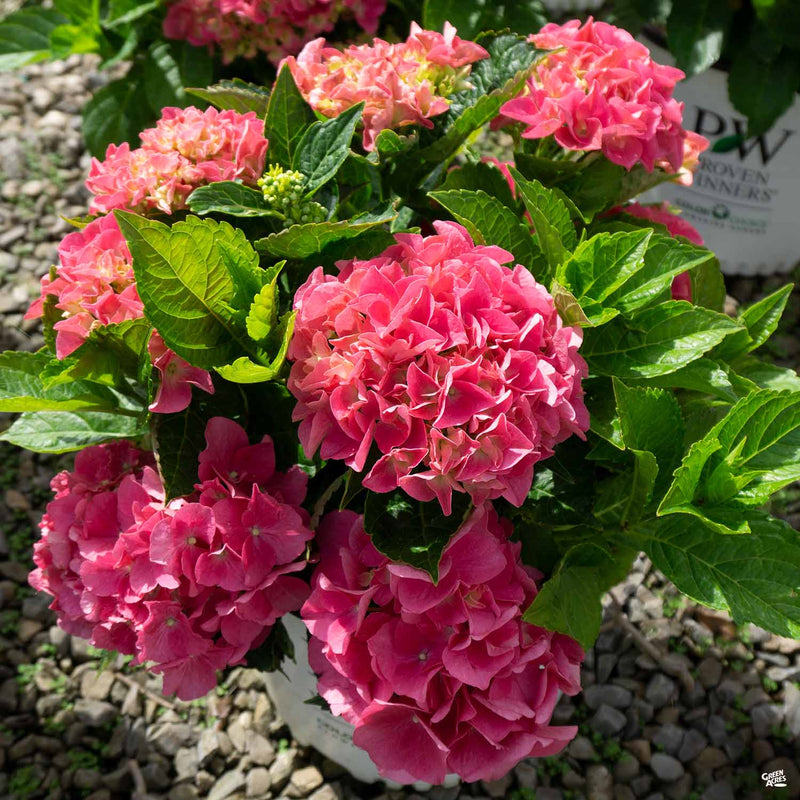 Hydrangea_Vienna2_800x800.jpg?