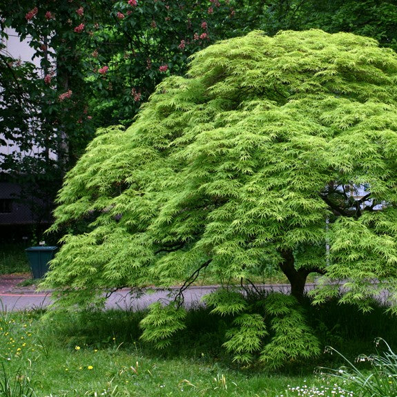 Mature Green Japanese Maple