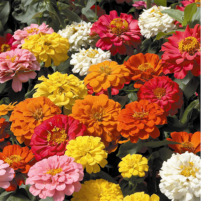 Colorful zinnias in bloom
