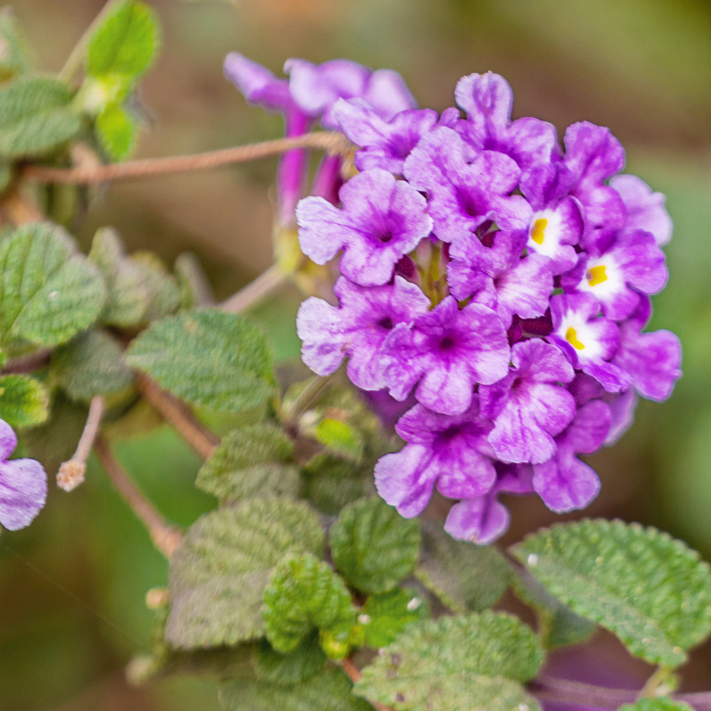 Trailing Lantana Purple
