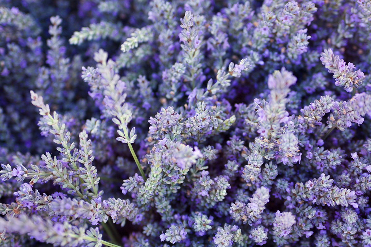 Bushel of Lavender blooms