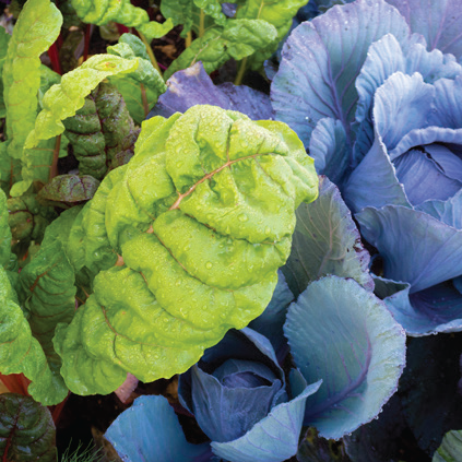 Swiss chard and cabbage