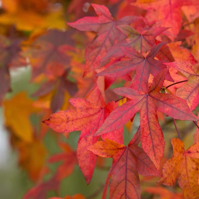 Maple leaves with red, orange, and yellow fall color