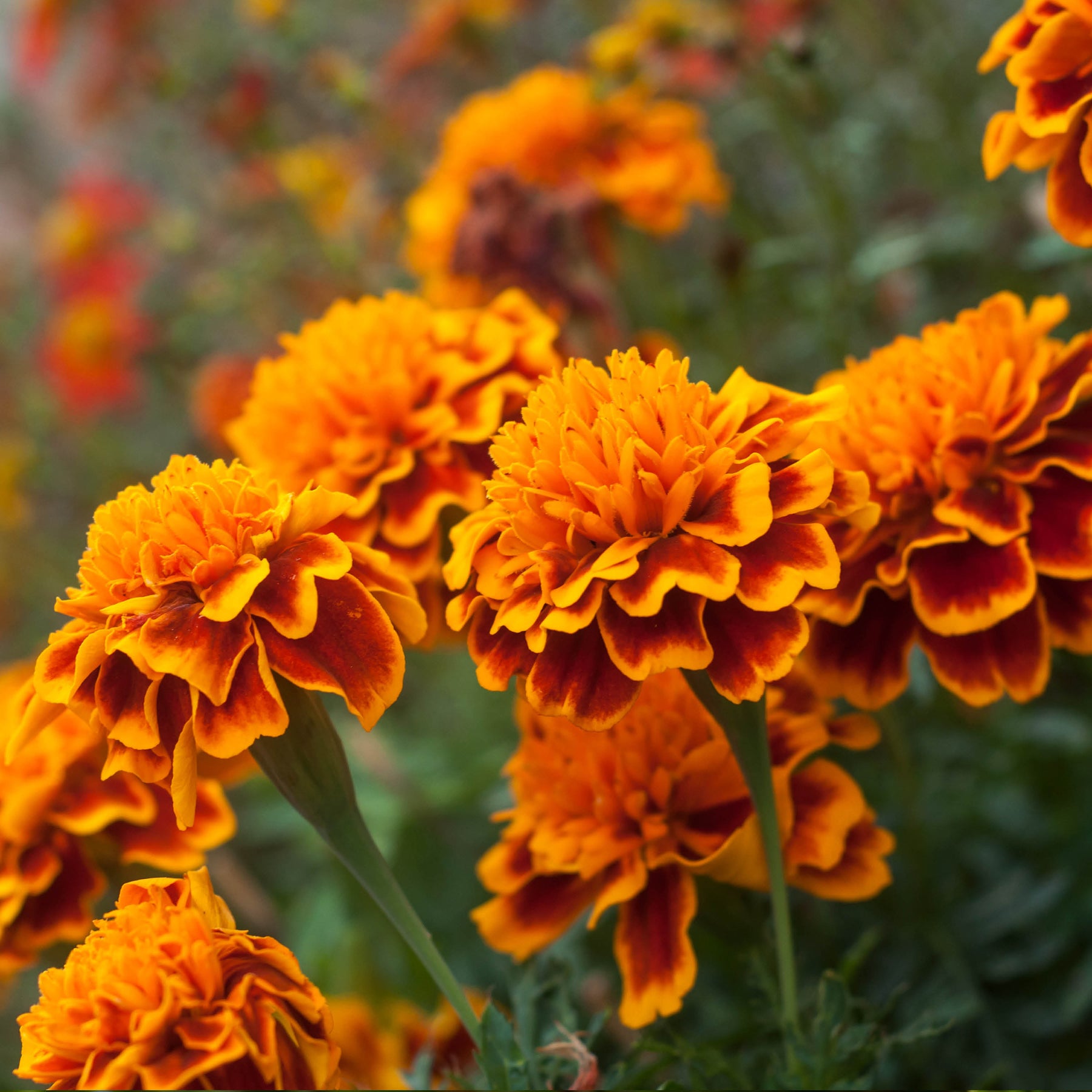 Marigolds In The Garden