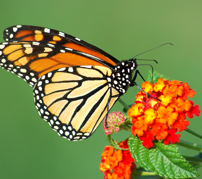 Create A Habitat For Butterflies — Green Acres Nursery & Supply