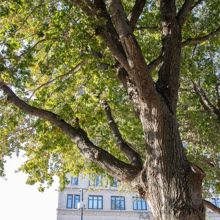 Image of a Sacramento Oak Tree in Cezar Chavez Plaza