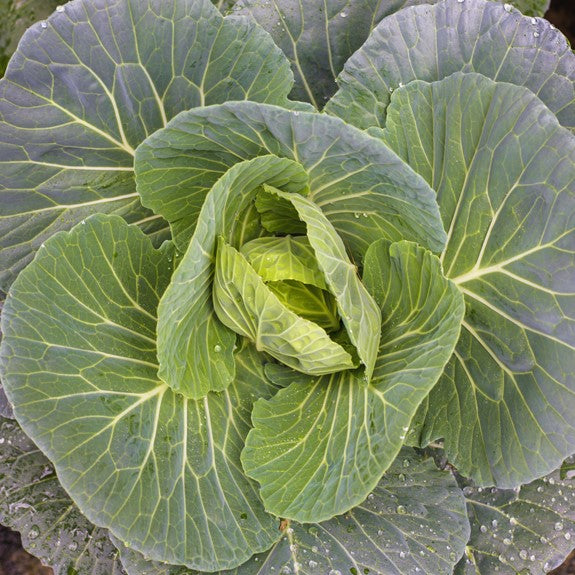 Green Cabbage in a Garden