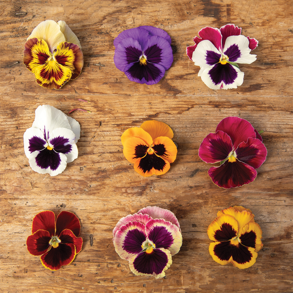 Perfect Pansies