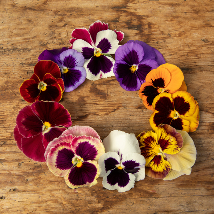 Pansy Varietes Layed Out By Bloom Color