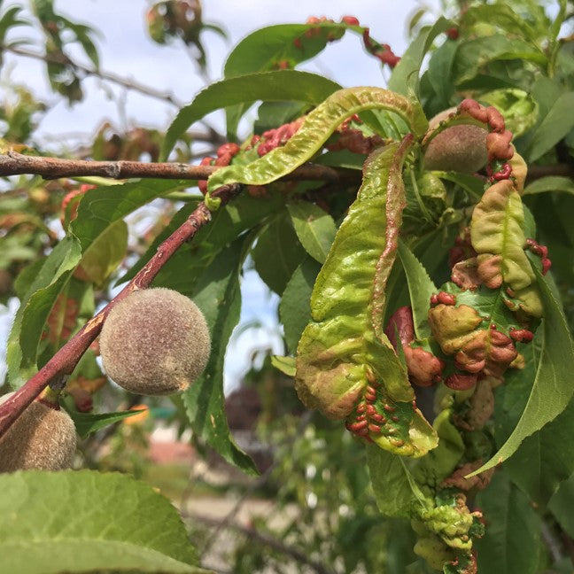 Peach Leaf Curl on Fruit Tree