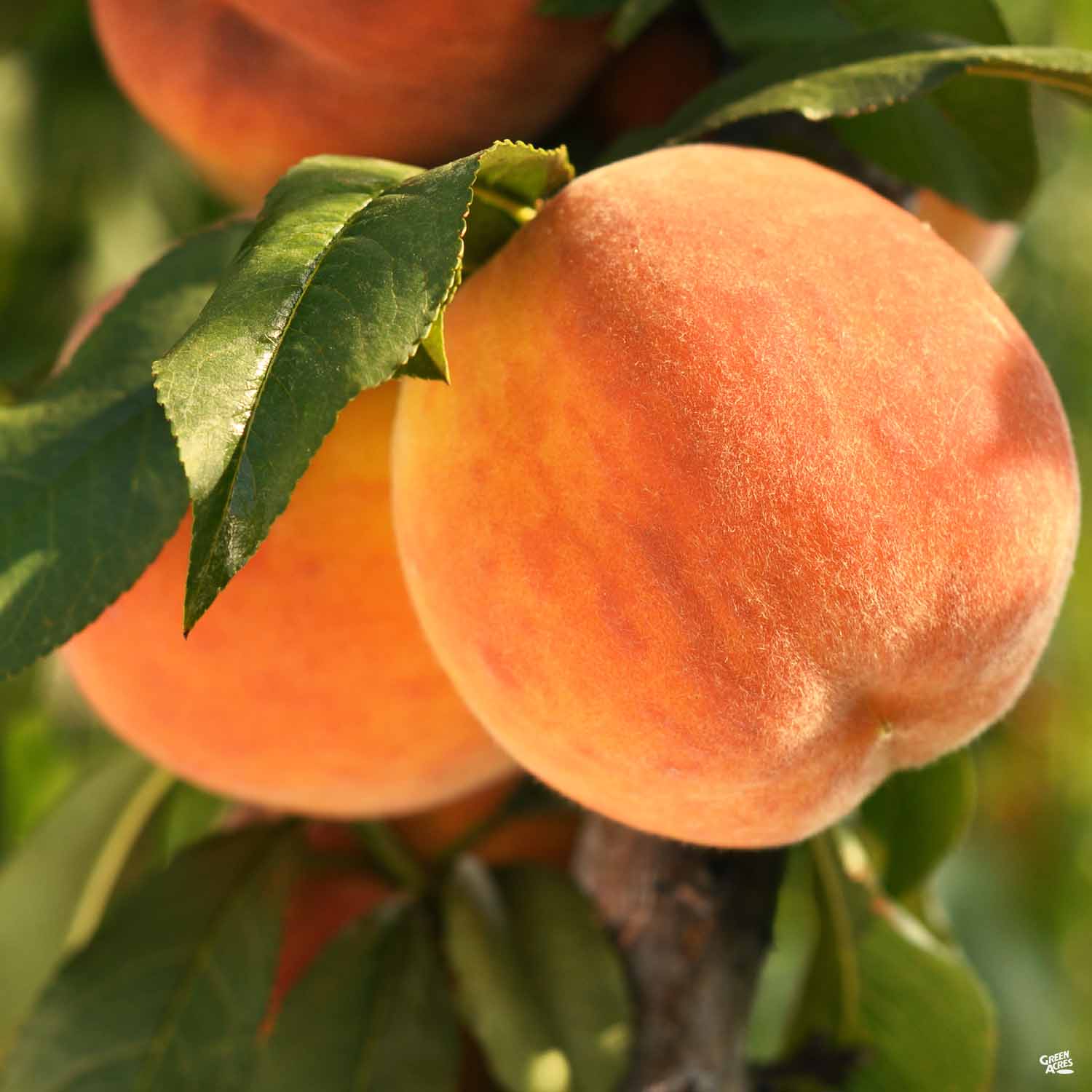 Fay Elberta Peach