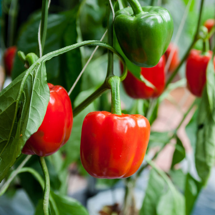 Red peppers on vine