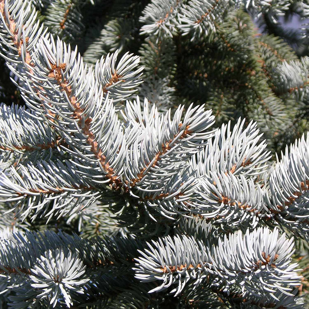 Living Christmas Trees — Green Acres Nursery & Supply