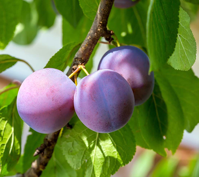 How To Choose Your Fruit Tree — Green Acres Nursery & Supply