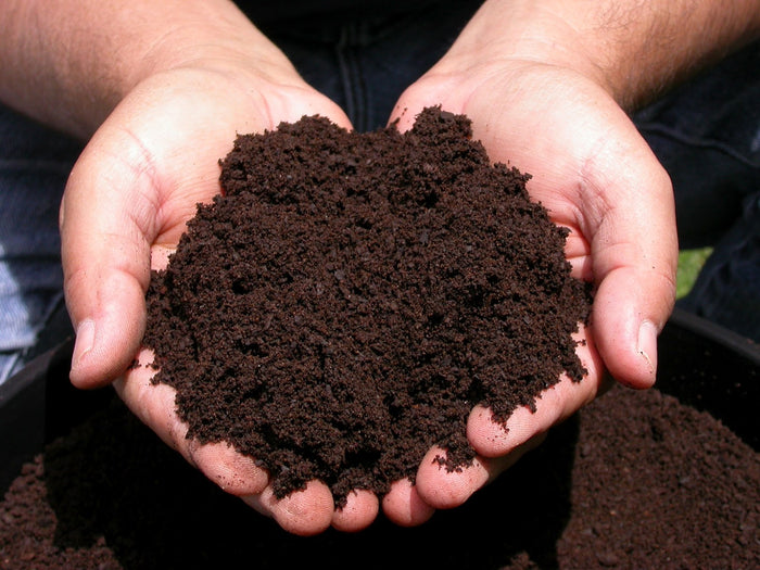 Hands holding loose soil