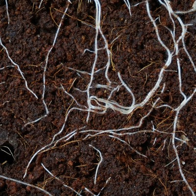 Roots in rich, dark soil