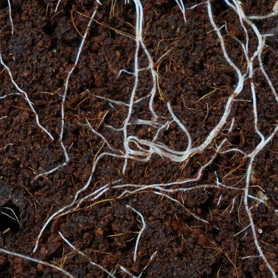 Roots in rich, dark soil