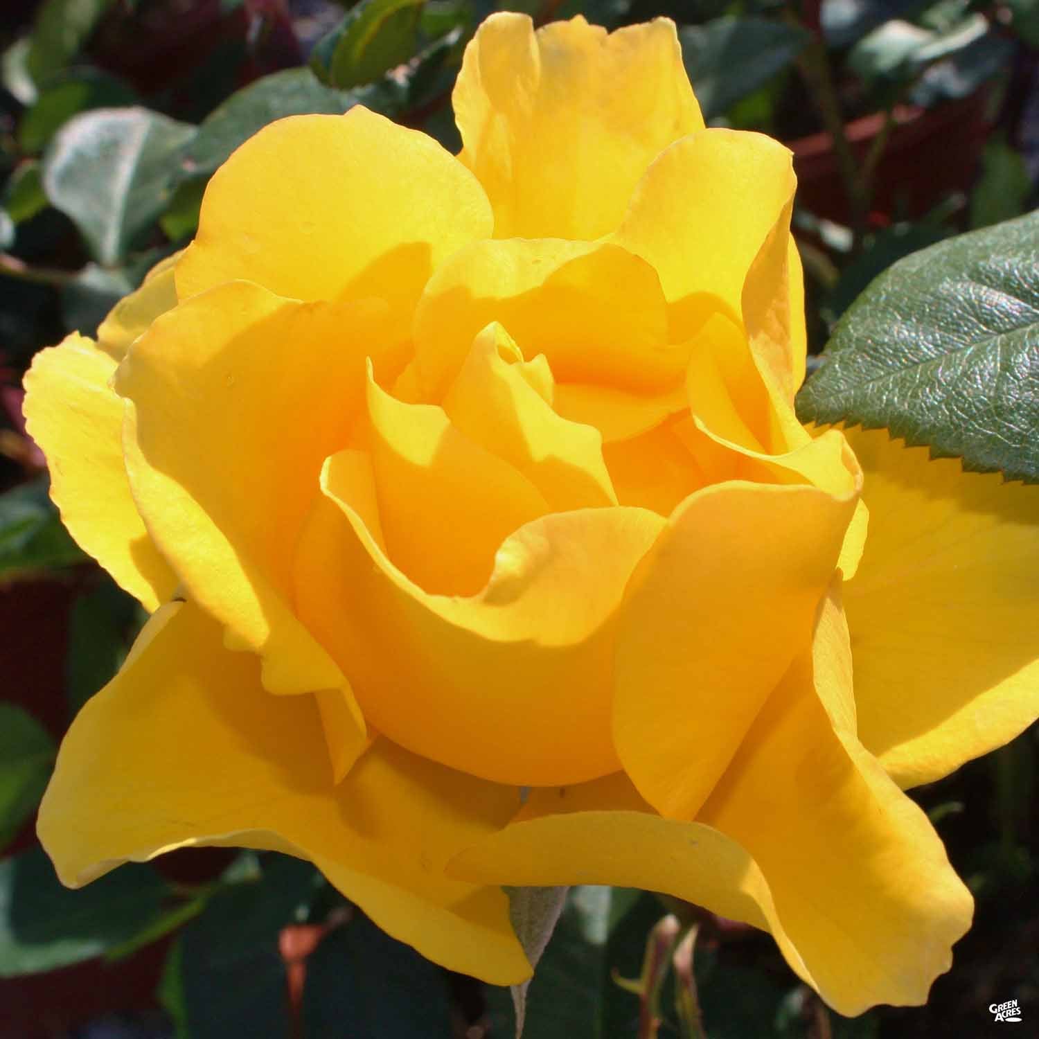 Rose Hybrid Tea 'Henry Fonda'