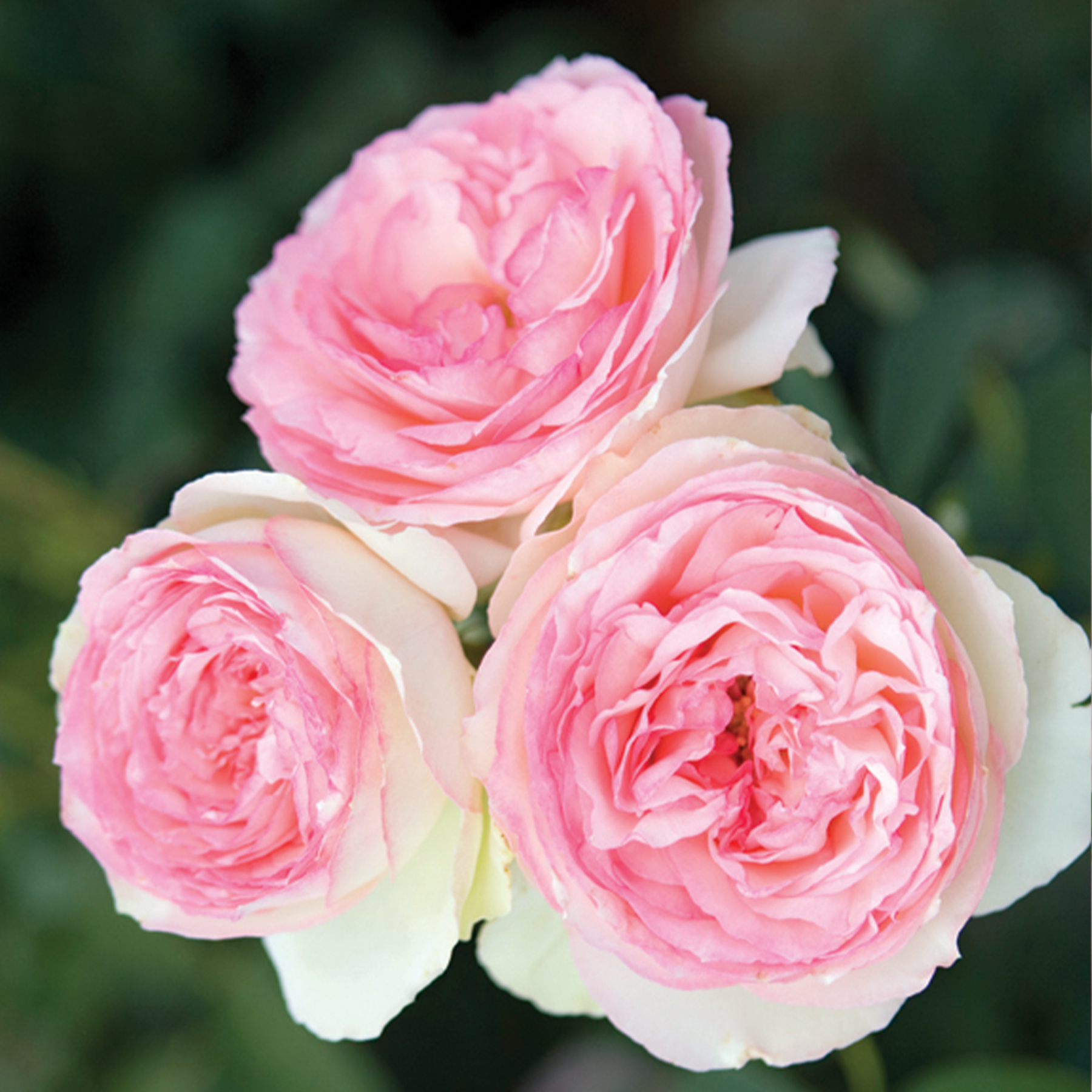 Roses in a bundle of three