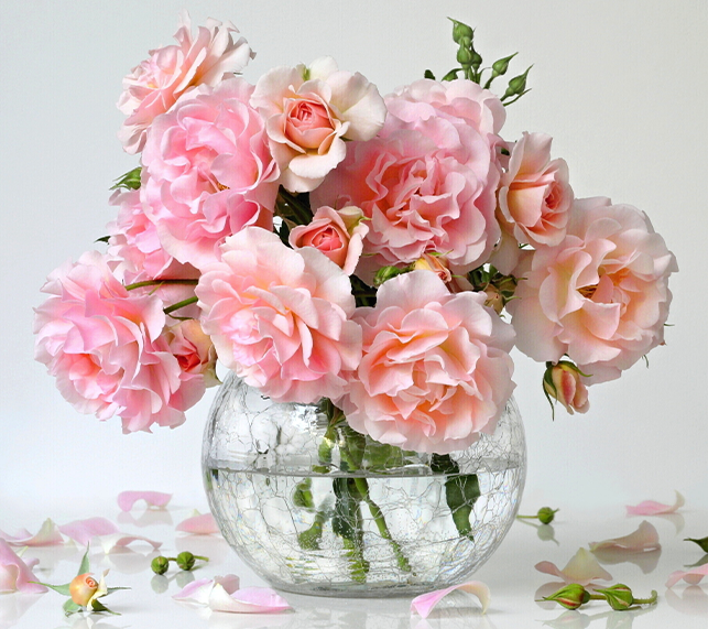 10 Must-Have Roses For Stunning Cut Flowers — Green Acres Nursery & Supply