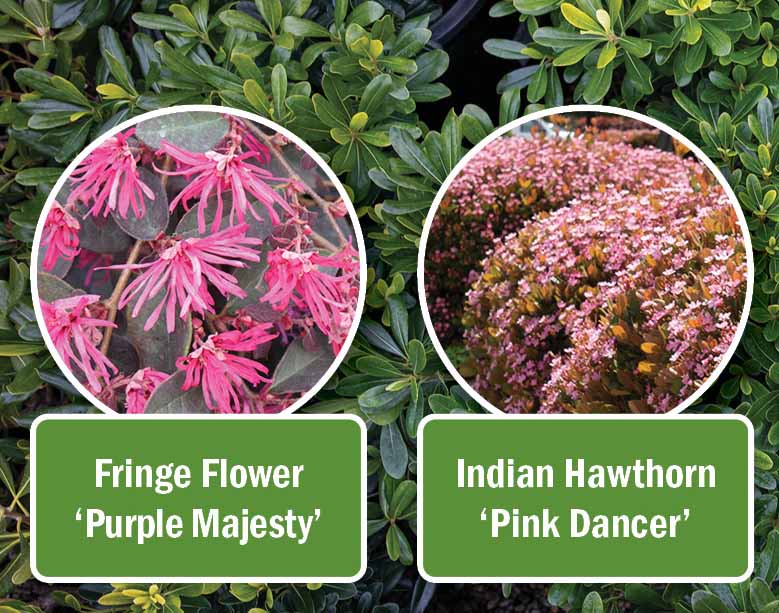 Fringe Flower Purple Majesty and Indian Hawthorn Pink Dancer