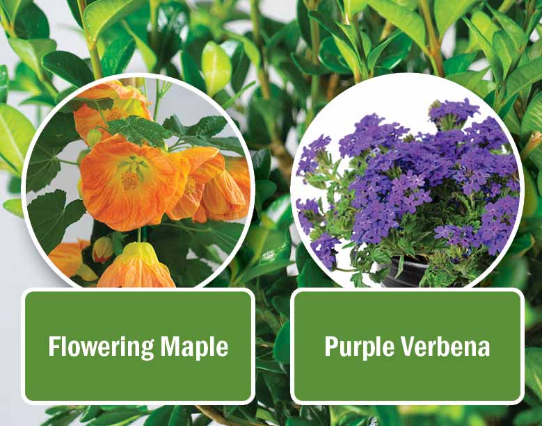 Flower maple and purple verbena