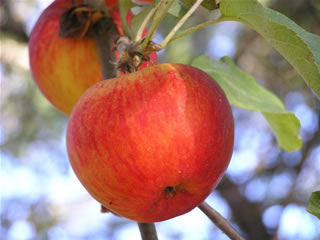 Apples ripening on the tree