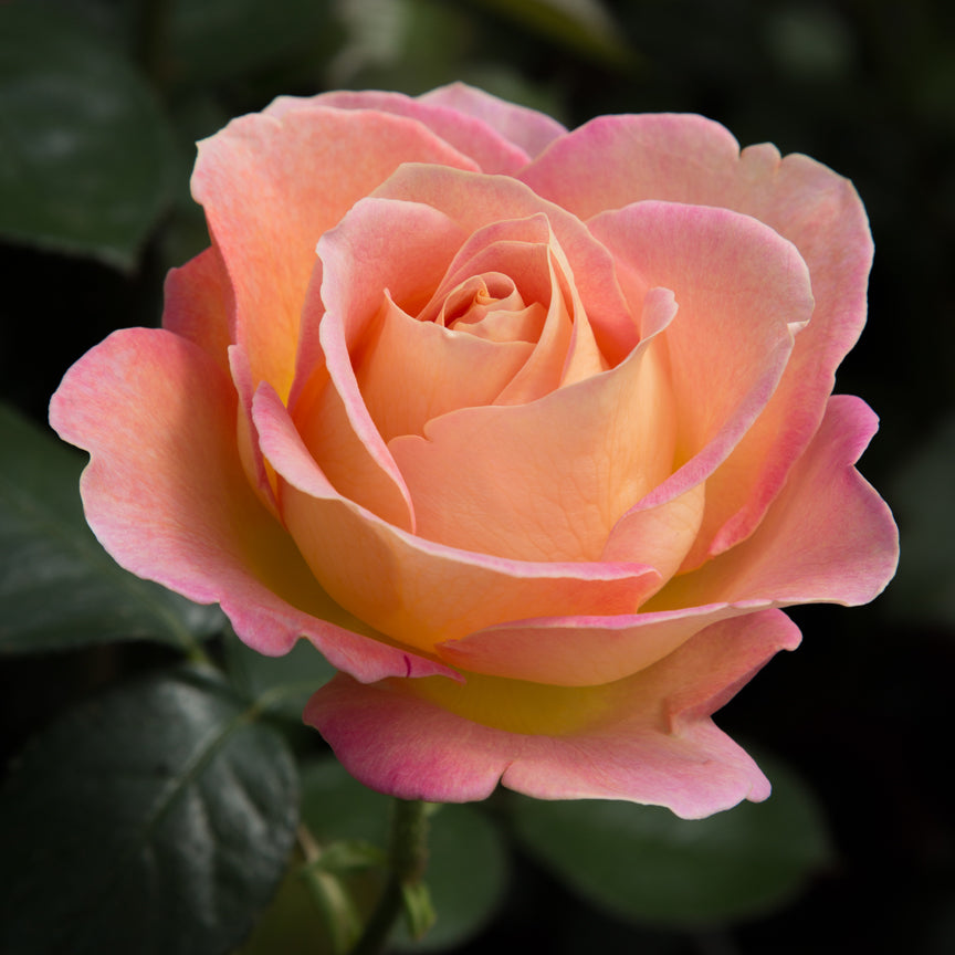 'Elle' Hybrid Tea Rose