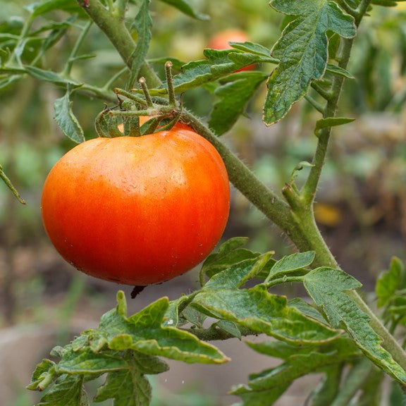 Heirloom Tomato 'Super Fantastic' VISIBILITY::CA