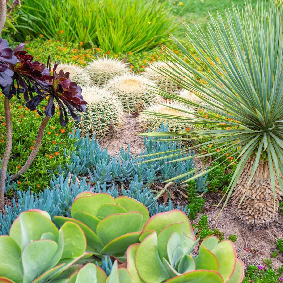 Vibrant succulent garden