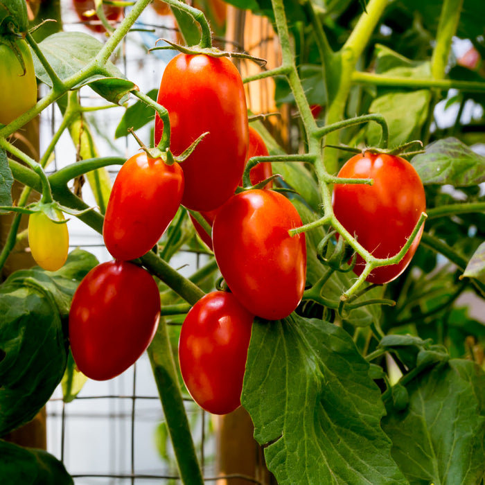 Fresh Tomato 'Juliet' on the vine