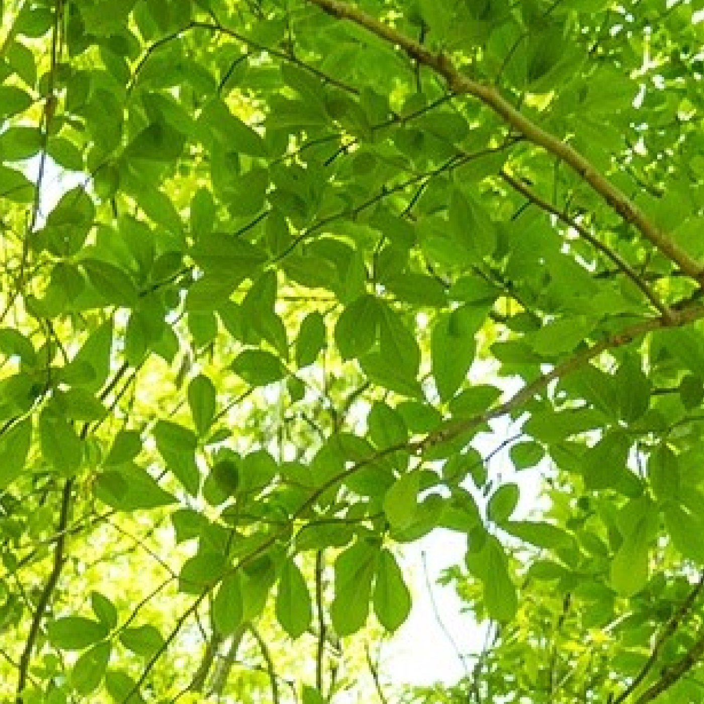 Zelkova tree canopy