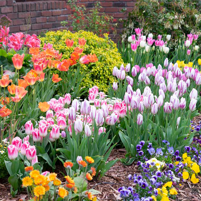 Spring Blooming Bulbs