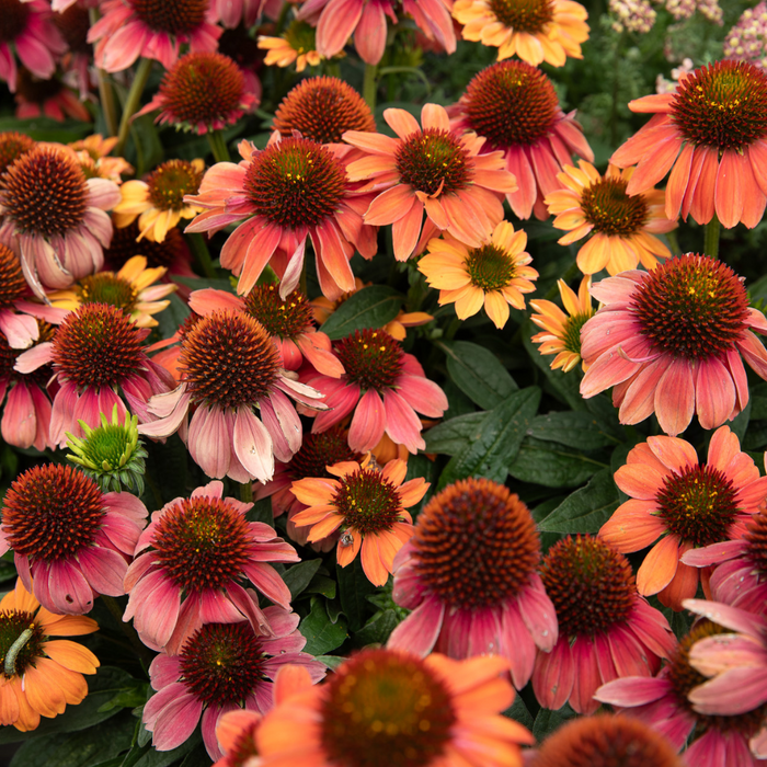 August Garden Tasks 2025