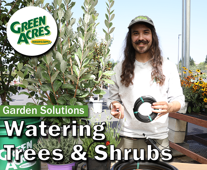 video thumbnail Watering Trees and Shrubs