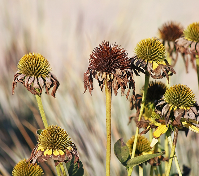 Wilted Coneflowers