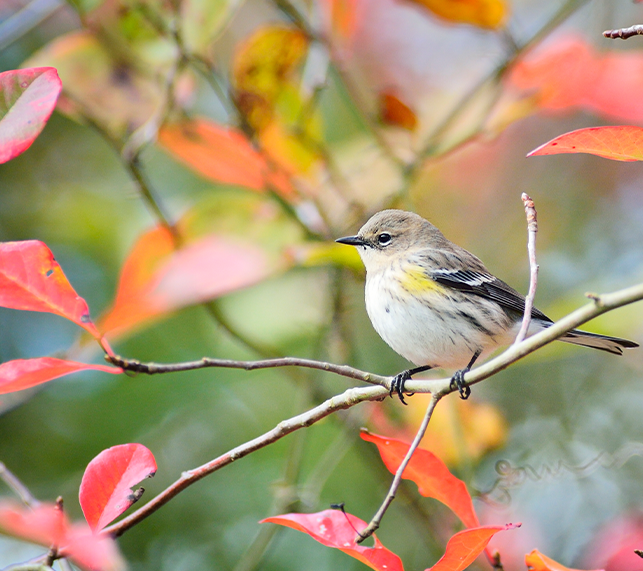 Bird sits on branch of a tree with red leaves