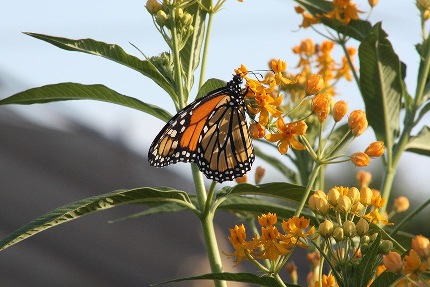 Monarch butterfly in a pollinator garden