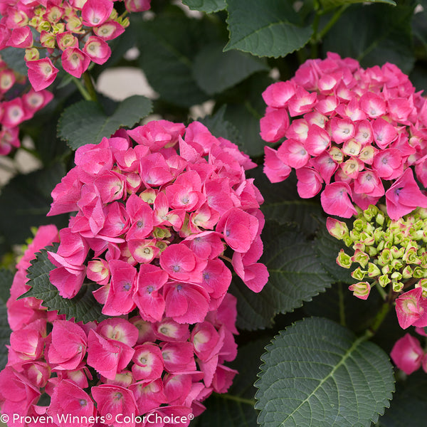 Hydrangeas — Green Acres Nursery & Supply