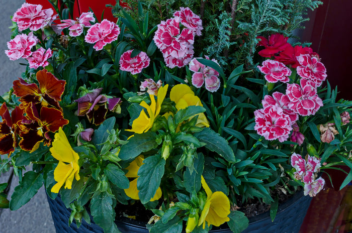 Pansies and Dianthus in a pot