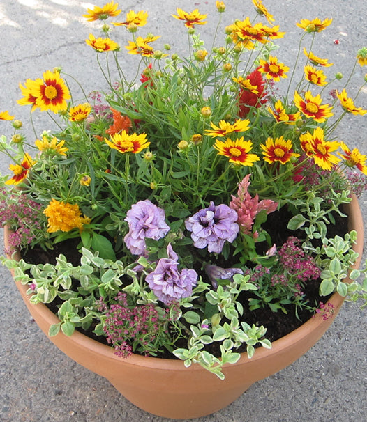 Pet-Safe Plants in a Pot