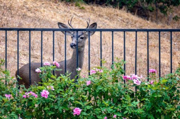 Deer by outdoor fence