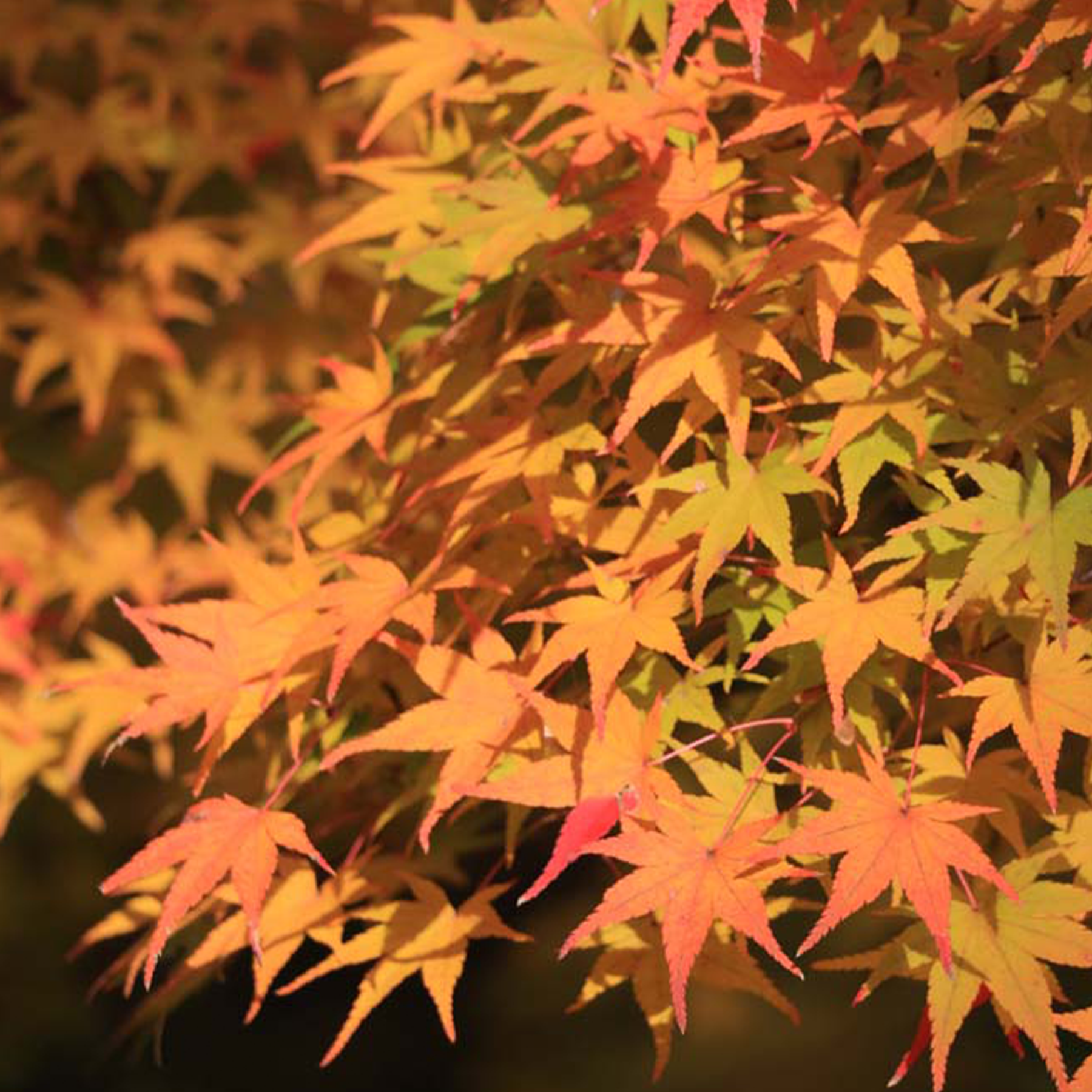 Japanese Maple with fall colors