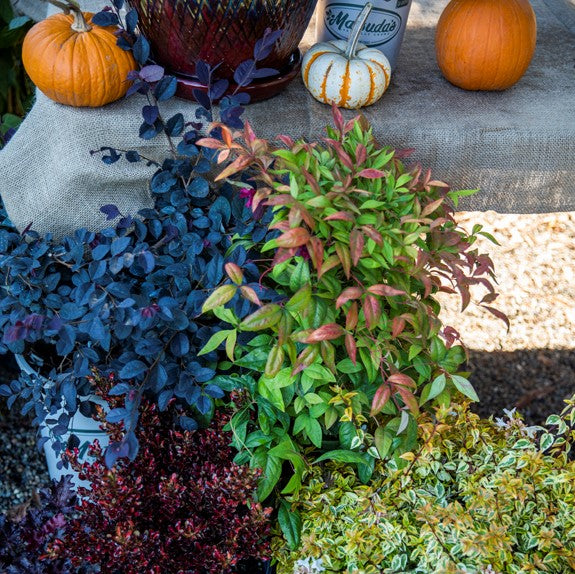 Display of colorful fall shrubs